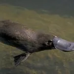 Platypus típusainak leírása érdekes tényeket (fénykép, videó) (vízhőmérséklet mérés) Platypus típusainak leírása érdekes tényeket (fénykép, videó)