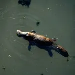 Platypus típusainak leírása érdekes tényeket (fénykép, videó) (az elején a múlt század) Platypus típusainak leírása érdekes tényeket (fénykép, videó)