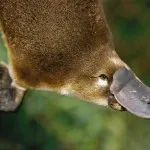 Platypus típusainak leírása érdekes tényeket (fénykép, videó) (hőmérséklet, melyik) Platypus típusainak leírása érdekes tényeket (fénykép, videó)