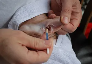 Fülrühösség macskáknál otthoni kezelésére és megelőzésére (Fülrühösség macskák kezelés) Fülrühösség macskáknál otthoni kezelés és a megelőzés