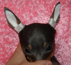 A fülek a terrier, decordog