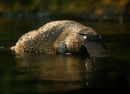 Kacsacsőrű emlős - a legszokatlanabb emlősök (19 fénykép video) (csak a szavak a környezetre) Kacsacsőrű emlős - a legszokatlanabb emlősök (19 fotók, videók)