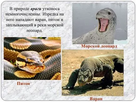 Kacsacsőrű emlős - fotó, leírás, élőhely, táplálkozás, szaporodás (leírás) Kacsacsőrű emlős - fotó, leírás, élőhely, táplálkozás, szaporodás