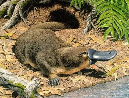 Platypus típusainak leírása érdekes tényeket (fénykép, videó) (kacsacsőrű érdekes állat csőr nő férfi tojás) Platypus típusainak leírása érdekes tényeket (fénykép, videó)