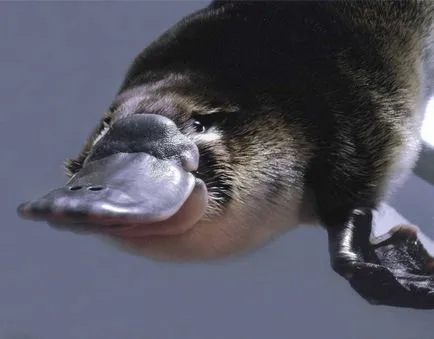 Platypus típusainak leírása érdekes tényeket (fénykép, videó) (kacsacsőrű érdekes állat csőr nő férfi tojás) Platypus típusainak leírása érdekes tényeket (fénykép, videó)