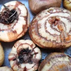 Gondozása A kerti virágok - növekvő virágok, virágárusok tippek