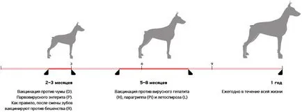 Védőoltás a kölykök, hogy mennyi az ára első kölyök oltások, állatorvos immunitás