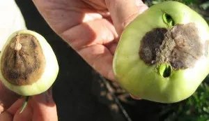 Blossom penész tünetek, fotó, ellenőrzési módszerek és kezelések, otthoni farm