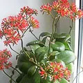 növekvő Kalanchoe