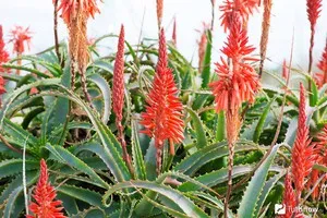 Termesztése aloe vera az otthoni gondozás különösen, hogyan kell szaporítani és az ülés (hit) Növekvő aloe vera otthon különösebben érdekel, hogy hogyan szaporodnak és növény ki