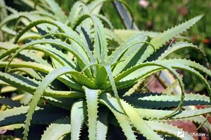Növekvő aloe vera otthon különösebben érdekel, hogy hogyan szaporodnak és növény ki (többszörösen ülés aloe vera otthonápolási termesztés) Növekvő aloe vera otthon különösebben érdekel, hogy hogyan szaporodnak és növény ki