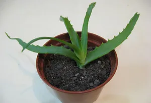 Termesztése aloe vera az otthoni gondozás különösen, hogyan kell szaporítani és az ülés (aloe) Növekvő aloe vera otthon különösebben érdekel, hogy hogyan szaporodnak és növény ki