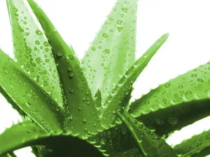 Növekvő aloe vera otthon különösebben érdekel, hogy hogyan szaporodnak és növény ki (növekvő) Növekvő aloe vera otthon különösebben érdekel, hogy hogyan szaporodnak és növény ki