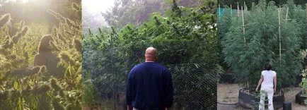 Növekvő marihuána szabadban az utcán (a kannabisz termesztésének az utcán) Növekvő marihuána szabadban az utcán