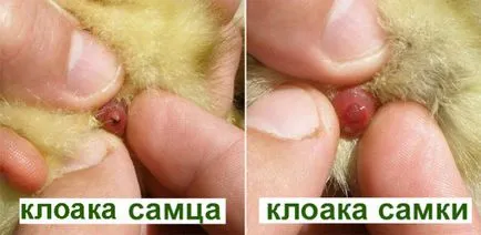Származtatása csibék a inkubátorban otthon