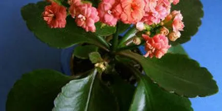 növekvő Kalanchoe