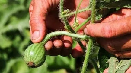 A növekvő görögdinnye az üvegházban - ültetési és gondozási (ápolási) A növekvő görögdinnye az üvegházban - ültetés és gondozás