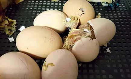 Naposcsibe tojásokból, hogy nem, a folyamat leírása, video