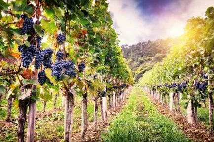 Vines leírás, egy olyan struktúra, mint növekszik (szőlő) Grapevine leírása a szerkezet, az egyre növekvő