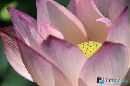 Növekvő lótusz otthon
