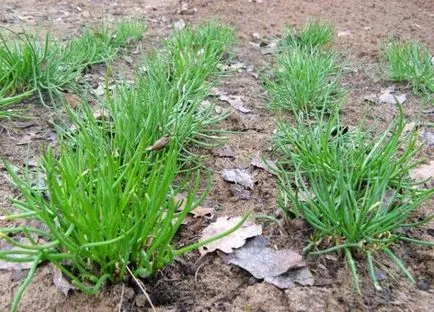 Grow shnitt hagymafélékkel tulajdonságok, mezőgazdasági (snidling) Mi nőnek metélőhagyma hagymafélékkel tulajdonságok, mezőgazdasági