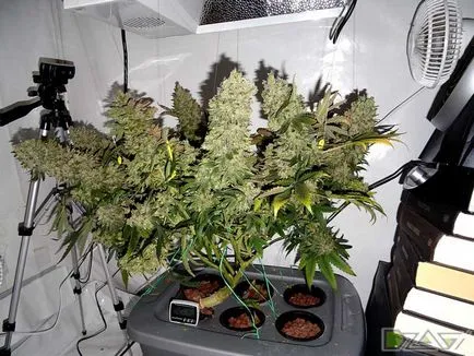 Kannabisz termesztésének otthon - a magból a kúp (vásárolni mag) Kannabisz termesztésének otthon - a magból a dudorok