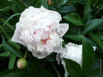 növekvő peonies