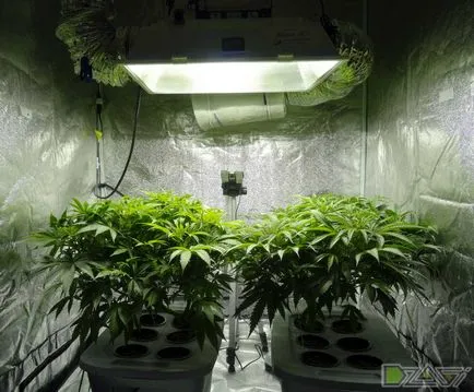 Kannabisz termesztésének otthon - a magból a dudorok (alacsony árak) Kannabisz termesztésének otthon - a magból a dudorok
