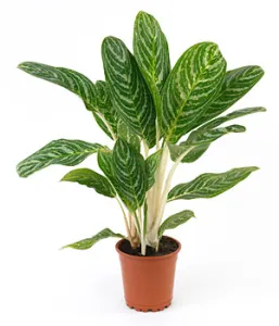 Minden virág Aglaonema és gondoskodó neki otthon (Aglaonema) Minden virág Aglaonema és gondozó neki otthon
