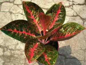 Minden virág Aglaonema és gondoskodó neki otthon (ápolási Aglaonema) Minden virág Aglaonema és gondozó neki otthon