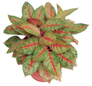 Minden virág Aglaonema és gondoskodó neki otthon (ház növény Aglaonema) Minden virág Aglaonema és gondozó neki otthon