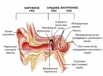 Fülgyulladás kezelés otthon - 35 recept!