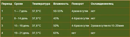 Minden az inkubációs tojás inkubációs, technológia, fotó és videó felülvizsgálat