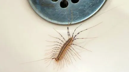 Ezért nem lehet megölni százlábúak otthon, akkor is, ha félnek tőlük