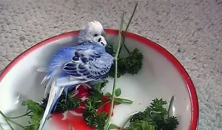 Budgerigar ételek, mint a takarmány otthon