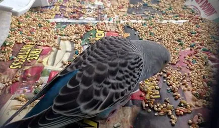 Budgerigar ételek, mint a takarmány otthon
