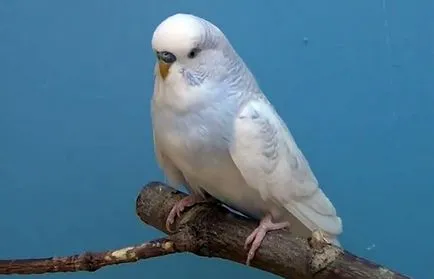 Budgerigar ételek, mint a takarmány otthon