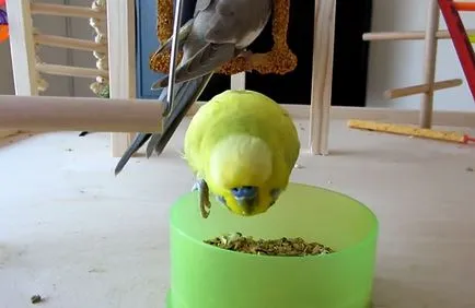 Budgerigar ételek, mint a takarmány otthon