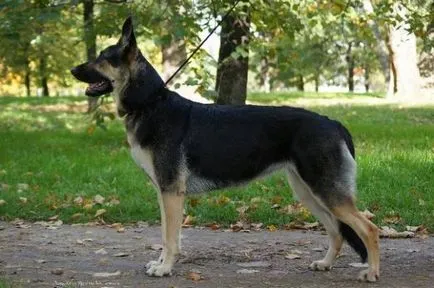 Elzászi kutya jellegű, az egészségügyi, a történelem és fajtastandardnak (fotó)