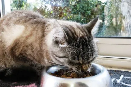 Az összes takarmány az osztály Holisztikus macskák (száraz élelmiszer) Az összes takarmány az osztály Holisztikus Cat