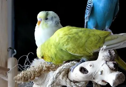 Budgerigar ételek, mint a takarmány otthon