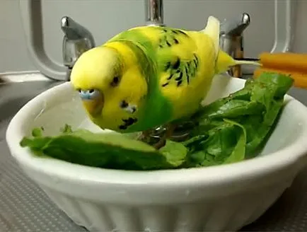 Budgerigar ételek, mint a takarmány otthon