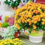 Krizantém otthoni gondozást (a pot), reprodukciós, transzplantáció, betegségek (krizantém) Krizantém otthoni gondozást (a pot), reprodukciós, transzplantáció, betegségek