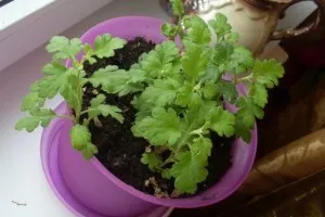 Krizantém otthoni gondozást (a pot), reprodukciós, transzplantáció, betegségek (szaporodás) Krizantém otthoni gondozást (a pot), reprodukciós, transzplantáció, betegségek