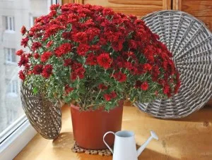 Krizantém otthoni gondozást (a pot), reprodukciós, transzplantáció, betegségek (krizantém) Krizantém otthoni gondozást (a pot), reprodukciós, transzplantáció, betegségek
