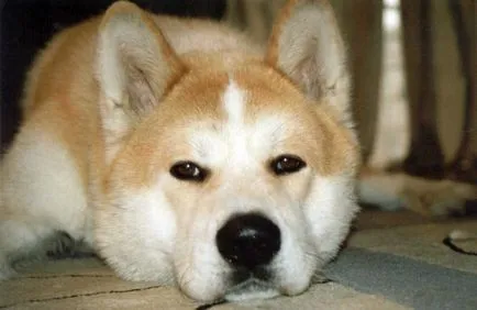 Husky Fajtajegyei, tippeket tartalommal (Husky) Husky Fajtajegyei, tippeket tartalom