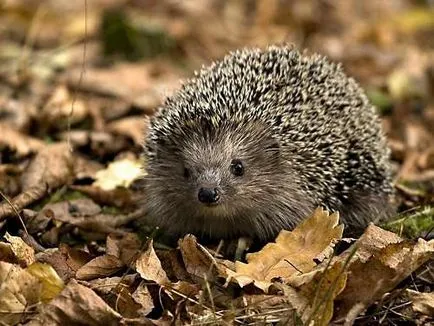 A második élet a lehullott levelek