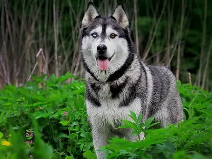 A természete és leírása szibériai husky (husky) A természet és a leírást a szibériai husky