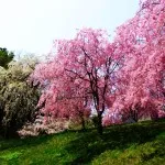Japán cseresznyefa történet, leírás és fotó (fa üzem bonsai Sakura virágszirom néző) Japán cseresznyefa történet, leírás és képek