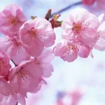 Japán cseresznyefa történet, leírás és fotó (leírás) Japán cseresznyefa történet, leírás és képek